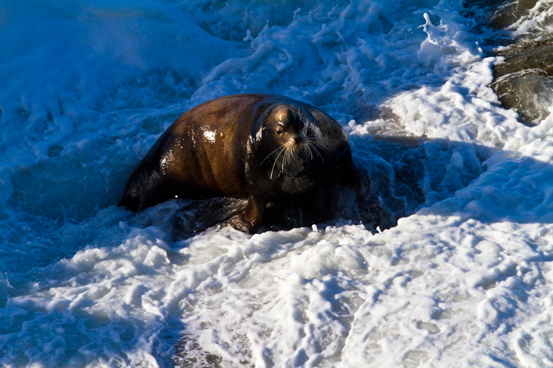 California Sea Lion In Surf